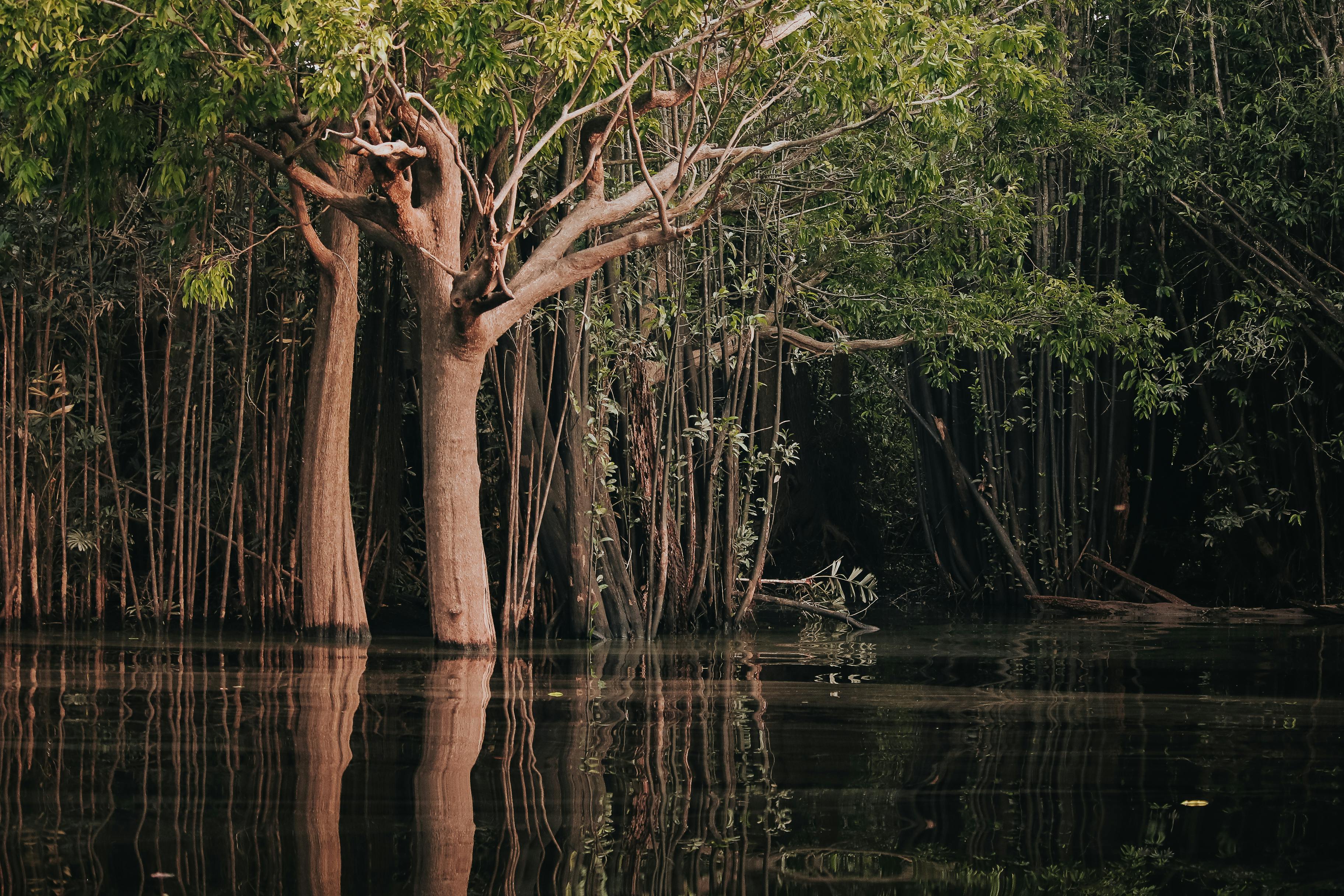 Nature Background