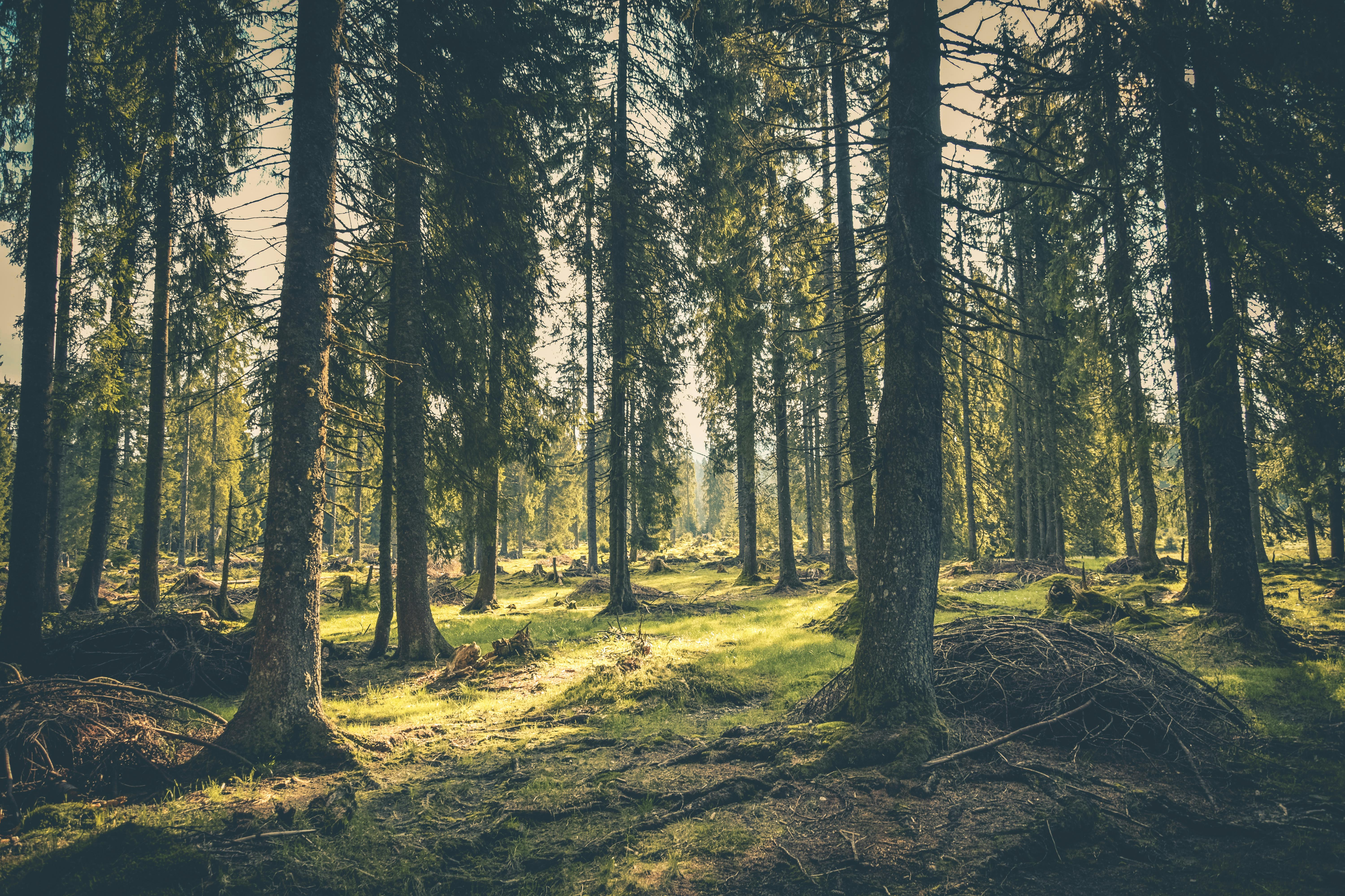 Nature Background